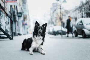 Combating Animal Cruelty: How to Get Involved