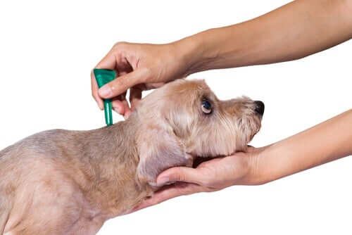 An owner applying a topical treatment to a dog's skin.