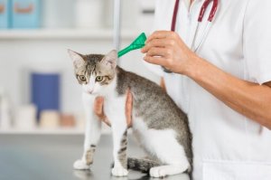 A cat at the vet.
