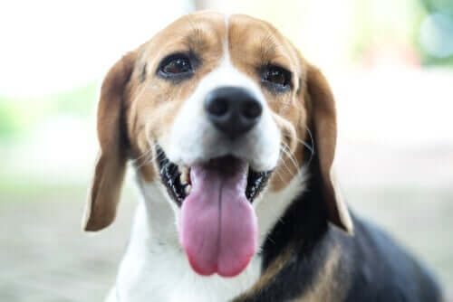 A beagle in close-up with its tongue sticking out.