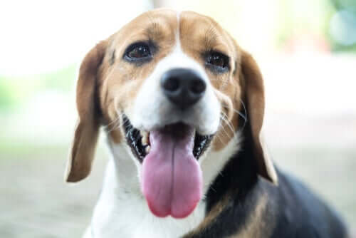 A beagle in close-up with its tongue sticking out. 