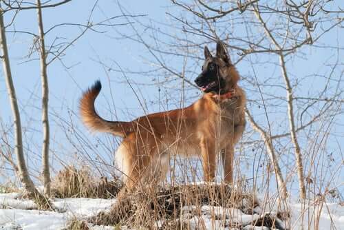 A Belgian Shepherd in the snow.