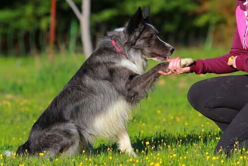 A Border Collie being trained.