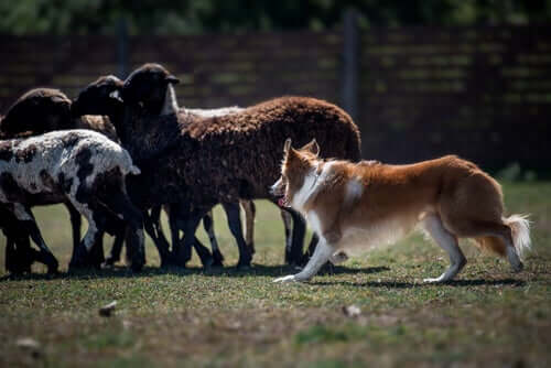 A Border Collie herding.