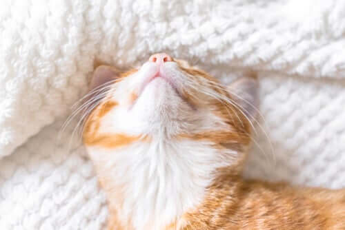 A cat lying upside down in a bed.