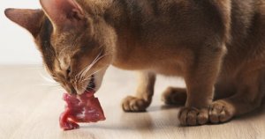 A cat eating meat.