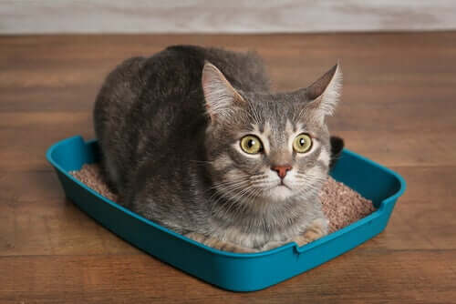 A cat sitting in a litter box. 