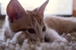 Understanding the Sounds that Cats Make