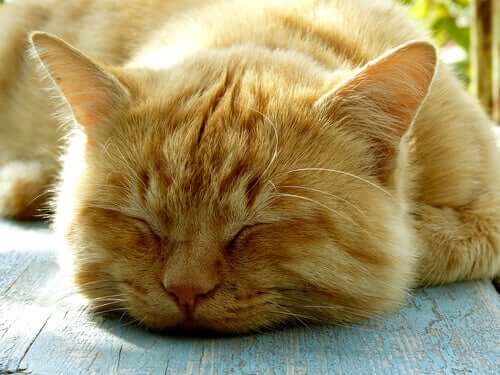 Facts about Cat Sleeping Habits
