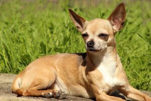 Chihuahuas are one of the most popular breeds among celebrities.