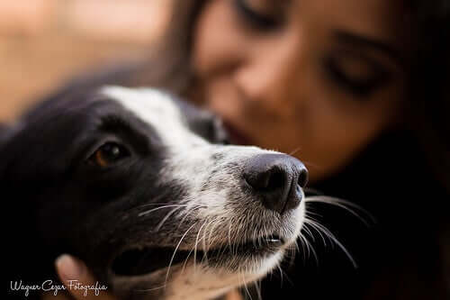 How to overcome cynophobia.