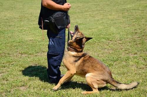 A dog being trained.