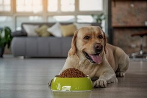 A Labrador with a bowl of kibble.