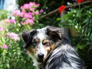 What to Do about Dog Bites