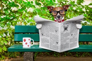A dog reading a newspaper.