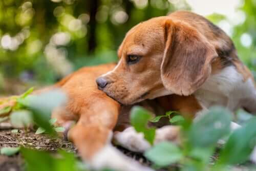 5 Tips on Whether You Need to Deworm a Dog