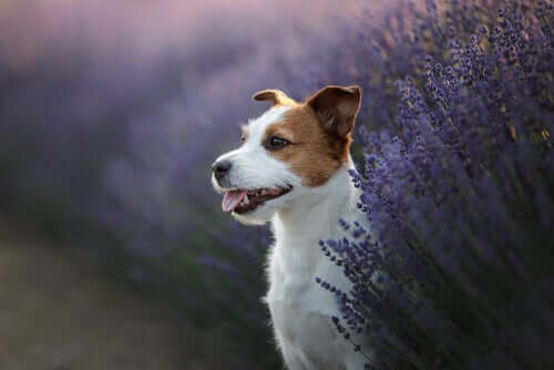 Three Medicinal Herbs for Pet Health