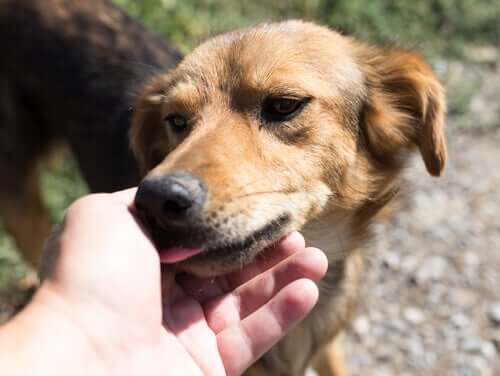 A dog licking a person's hand.