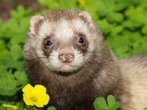 A ferret.