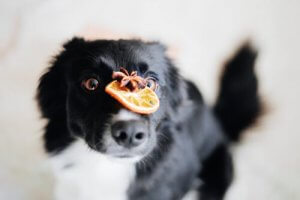 Is Vitamin C Essential for Dogs?