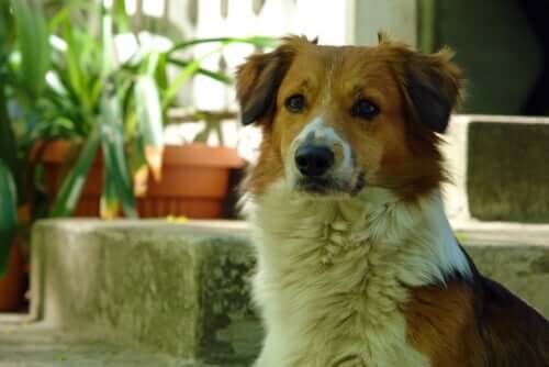 A dog sitting in a room with plants.