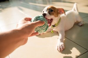 Why Does Your Dog Prefer One Toy Over Another?