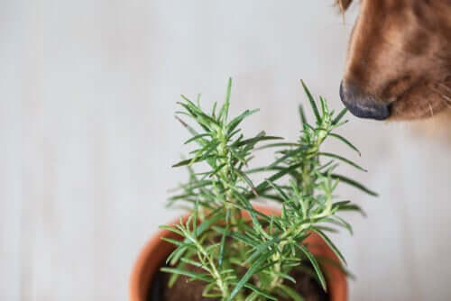 A dog sniffing rosemary.