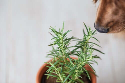 A dog sniffing rosemary. 
