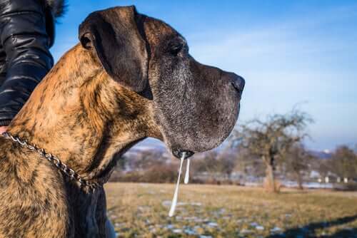 A dog with drool coming down its mouth.