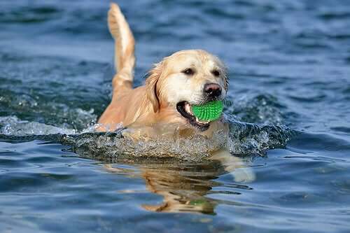 A dog swimming with a soft ball.