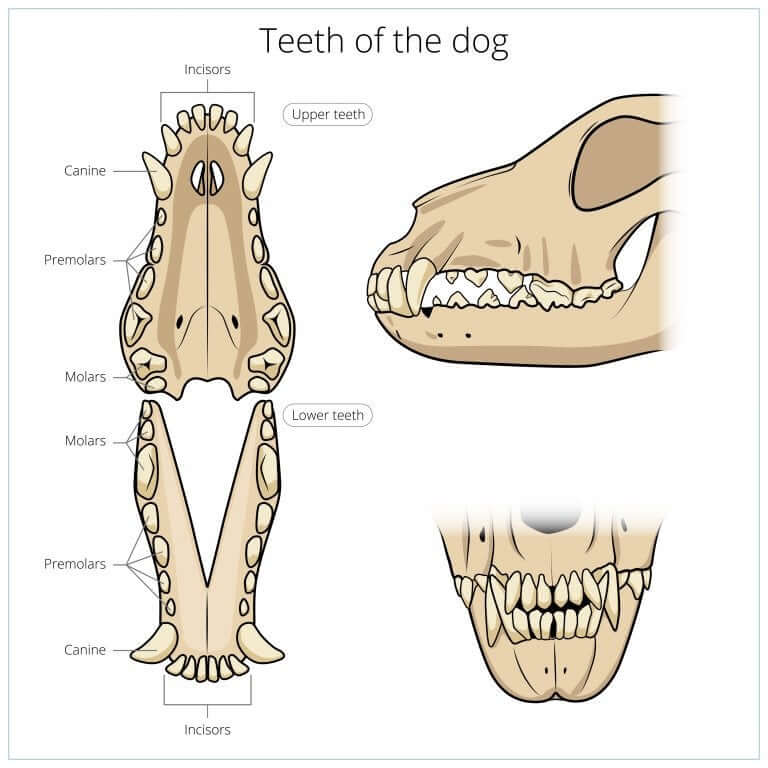 A diagram showing the teeth of a dog.