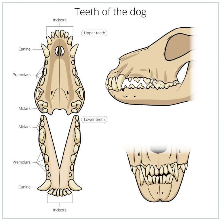 A diagram showing the teeth of a dog. 