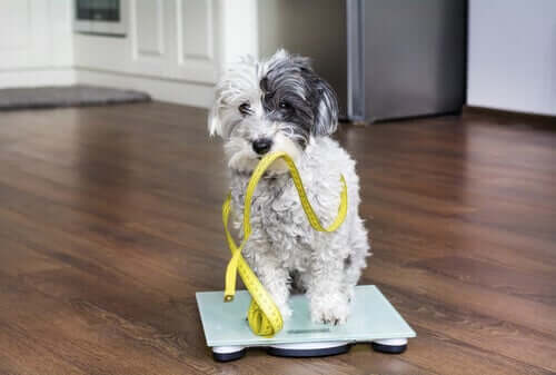 A dog standing on a scale.