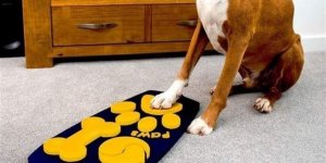 The First Television Remote Control for Dogs