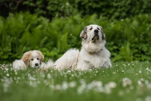 An adult dog and a puppy sitting together in a field.