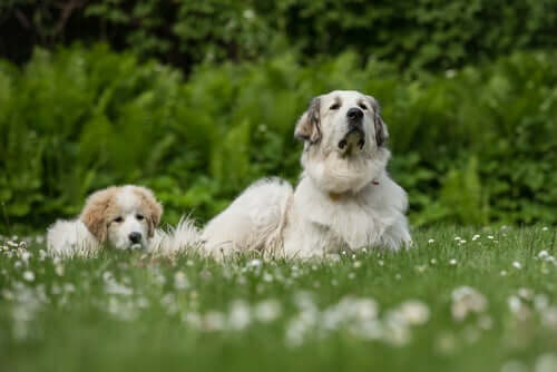 An adult dog and a puppy sitting together in a field. 