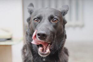 Why Do Dogs Lick Their Lips?