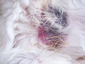 A close-up of a wound.