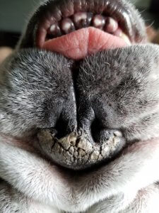 Causes and Treatment of a Dry Nose in Dogs