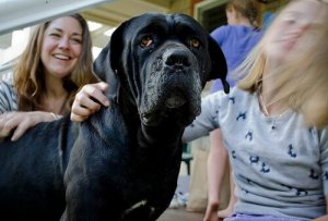 The Fear of Dogs: How To Overcome Cynophobia