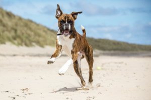 A boxer on the beach.