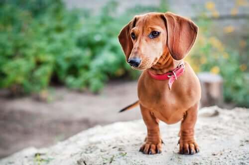9 Popular German Dog Breeds