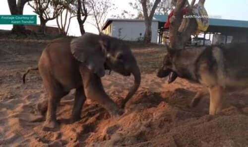 The German Shepherd and the Baby Elephant, an Unlikely Friendship