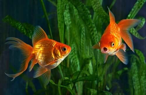 Two goldfish swimming in a tank. 