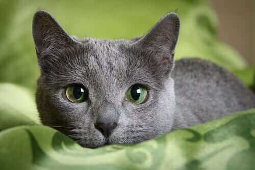 A grey cat with green eyes.