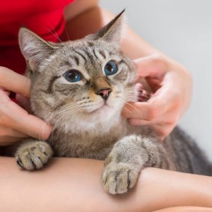 The Signs of a Healthy Cat