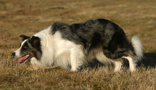 The Seven Main Breeds of Herding Dogs