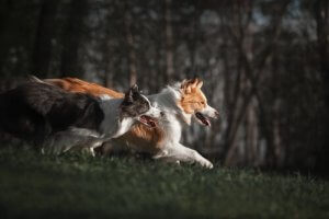 Four Border Collie Herding Training Methods