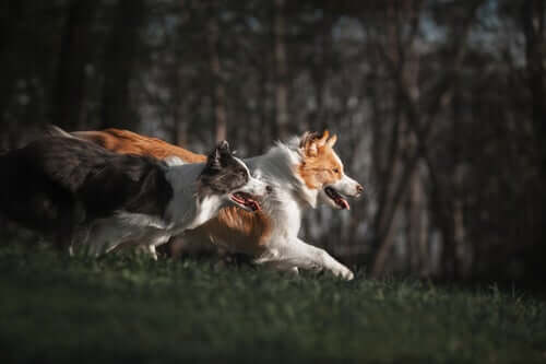 Μέθοδοι εκπαίδευσης Four Border Collie Herding