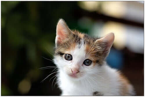 A kitten with ear mites.